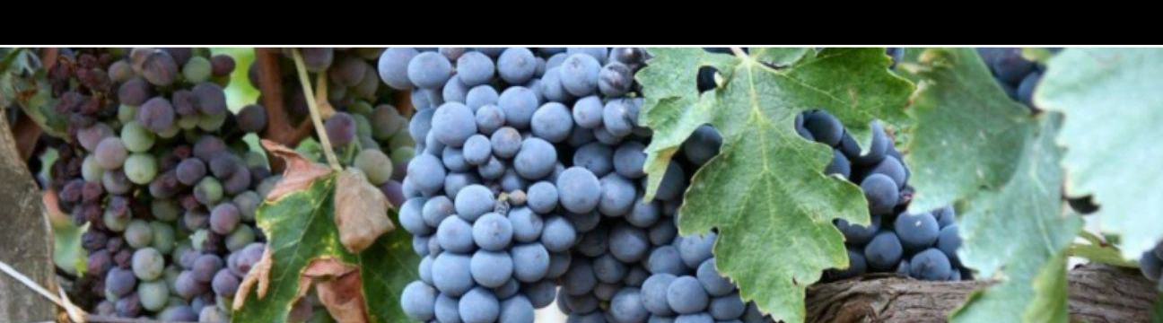 Red Dot Wine